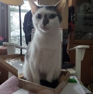 BANDIT LOVES POSH MAIL❤